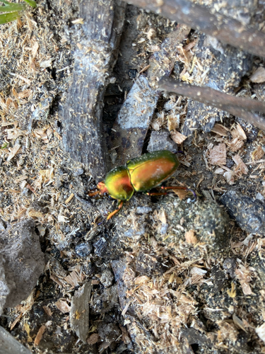 Golden Stag Beetle