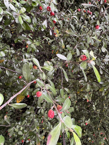 Corokia × virgata, photograph 5