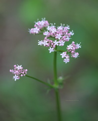 Valeriana officinalis