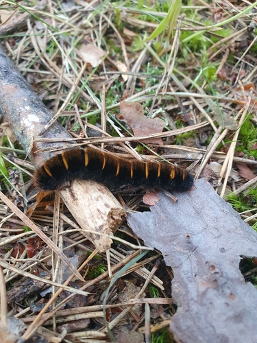 Fox Moth