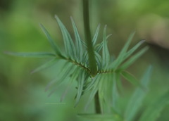 Valeriana officinalis