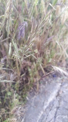 Festuca geniculata