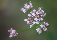 Valeriana officinalis