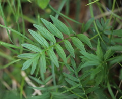 Valeriana officinalis