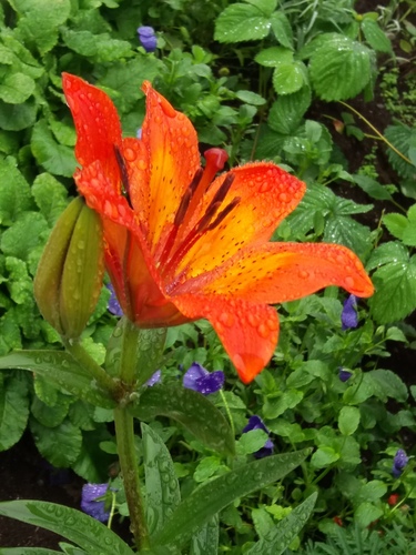 Siberian Lily