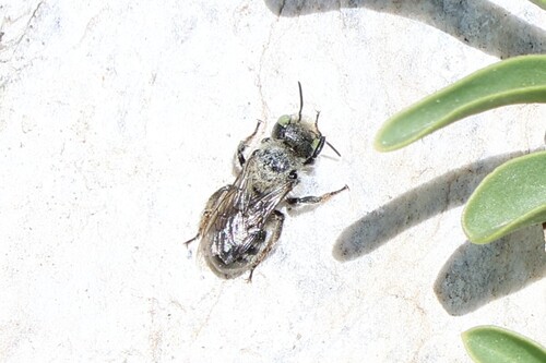 iNaturalist observation photo of Megachilinae
