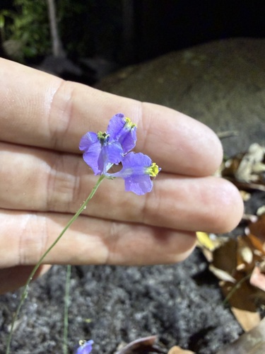 Burmannia coelestis observed 2026-08-01