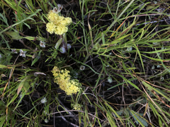Lomatium utriculatum