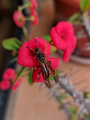 Polistes weyrauchorum