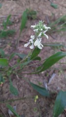 Stachys ocymastrum