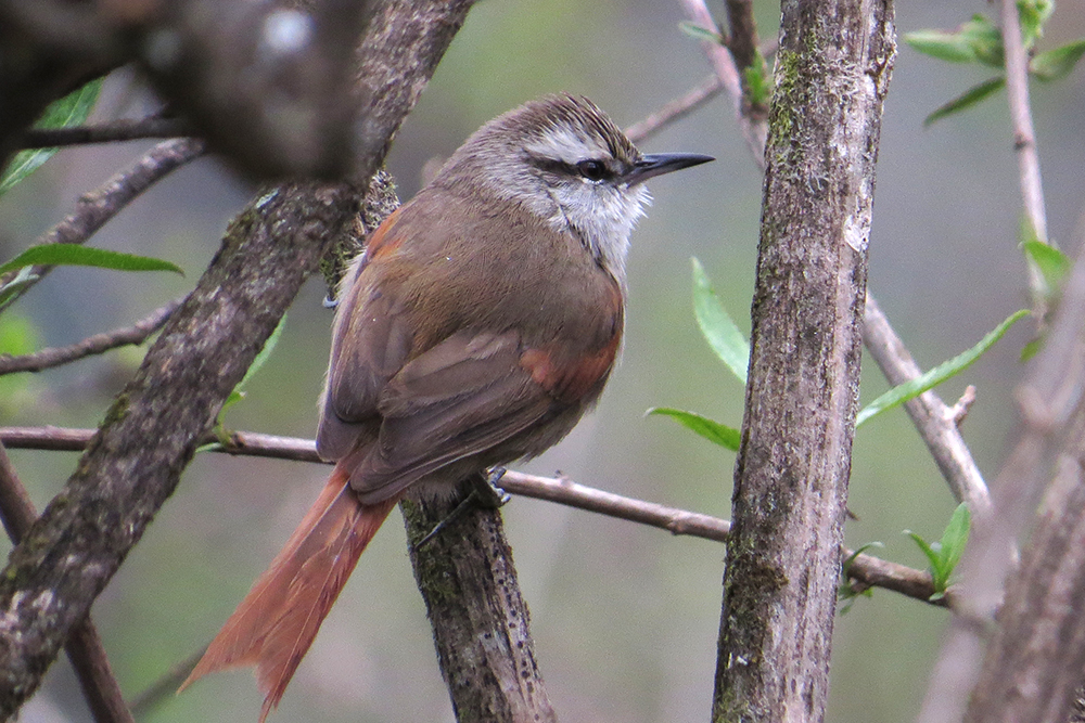 Stripe-Crowned Spinetail