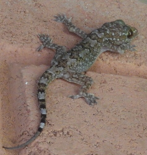 Spotted Giant Gecko, Hemidactylus hunae