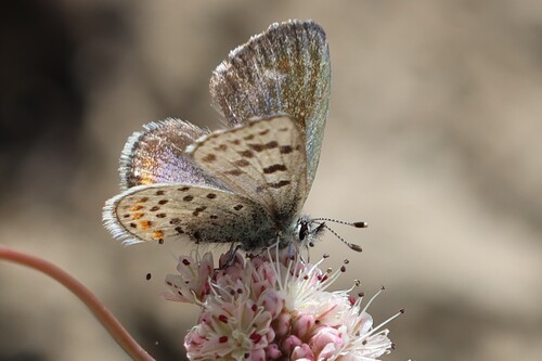 iNaturalist observation photo of American Dotted Blues