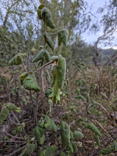 Common Correa
