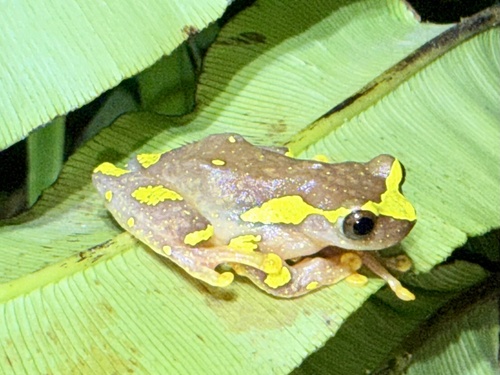 Dendropsophus sarayacuensis, 2026-08-08