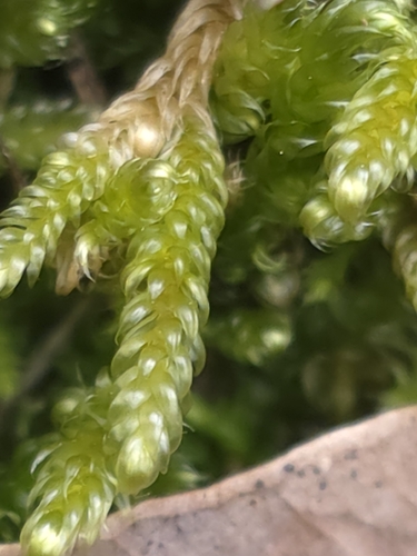 Cypress-leaved Plait-moss