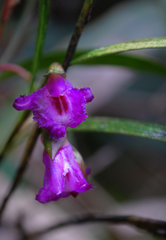 Elleanthus amethystinus