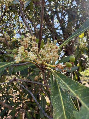 Buchanania arborescens observed 2026-08-01