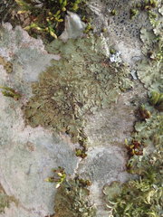 Melanelixia glabratula