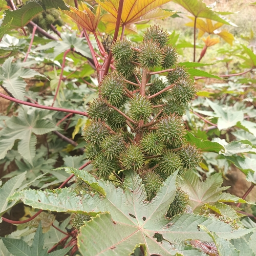 castor bean
