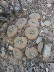 Lophophora diffusa