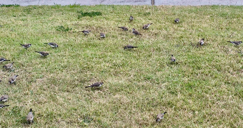 Double-barred Finch