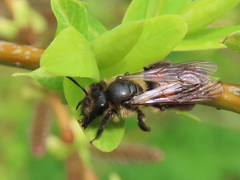 Andrena rosae
