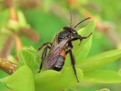 Andrena rosae