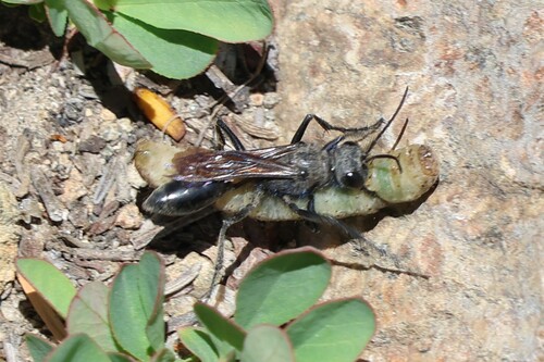 iNaturalist observation photo of Thread-waisted Wasps