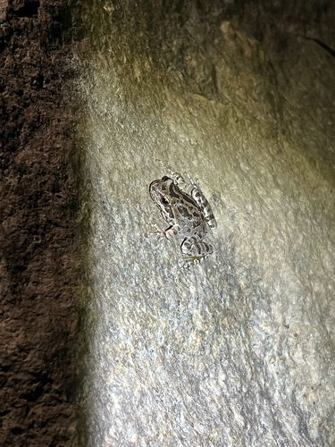iNaturalist observation photo of Pacific chorus frog