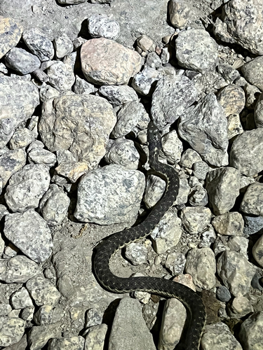 iNaturalist observation photo of Sierra Garter Snake