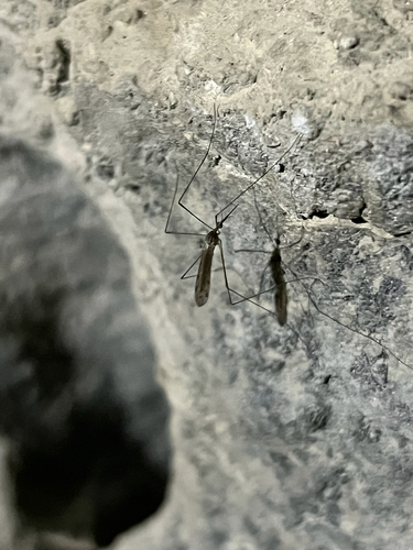 iNaturalist observation photo of Geranomyia