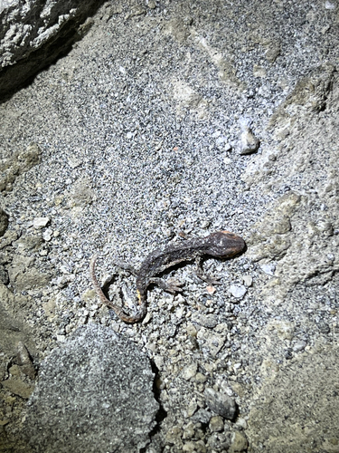 iNaturalist observation photo of Salamanders