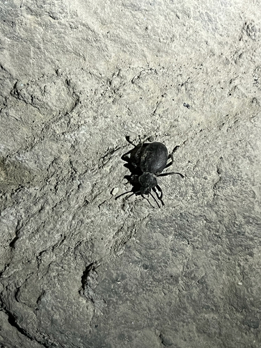 iNaturalist observation photo of Eleodes cordata