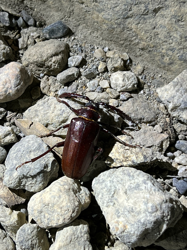 iNaturalist observation photo of California Root Borer