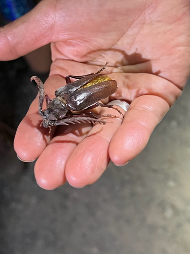 iNaturalist observation photo of California Root Borer