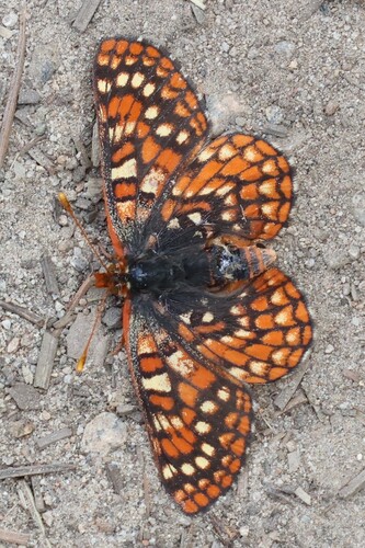 iNaturalist observation photo of Euphydryas