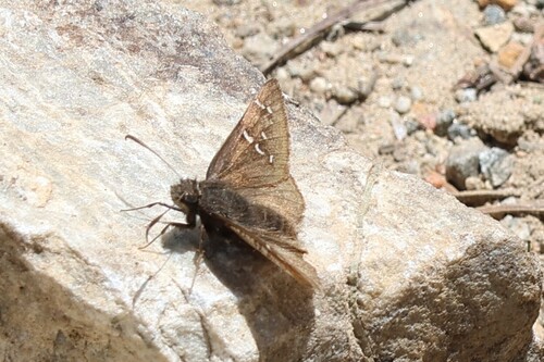 iNaturalist observation photo of Cloudywings