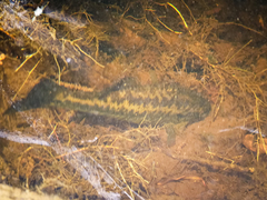 Micropterus notius
