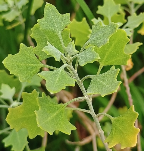 Chenopodium oahuense observed 2026-08-08