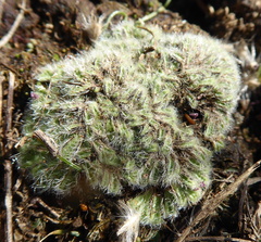 Riccia crinita