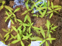Hygrophila polysperma