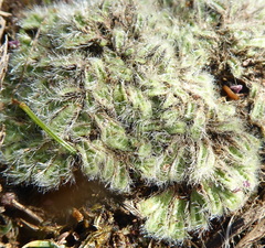 Riccia crinita