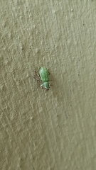 Pachyrhinus lethierryi