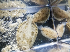 Trinectes maculatus