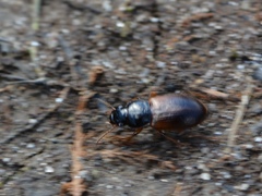 Anisodactylus sanctaecrucis