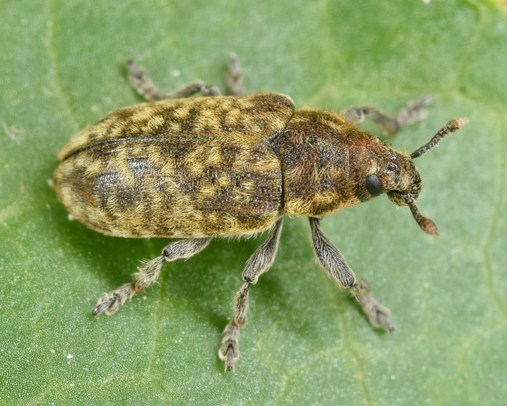 Nodding Thistle Receptacle Weevil