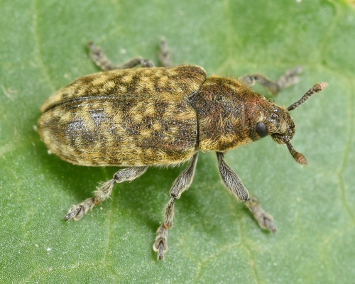 Nodding Thistle Receptacle Weevil