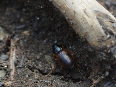 Anisodactylus sanctaecrucis