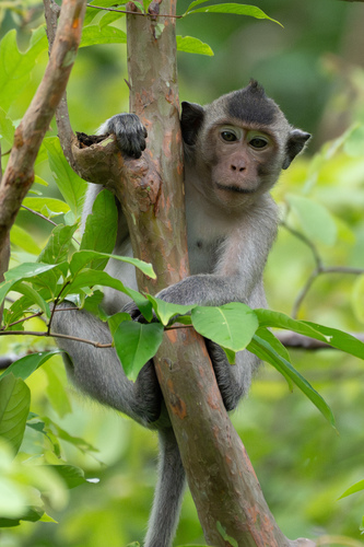 Long-tailed Macaque
